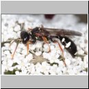 Mellinus crabroneus - Grabwespe w43 13mm - OS-Wallenhorst Sandgrube.jpg